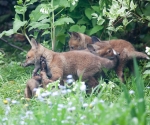 Garden Fox Watch