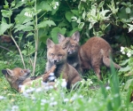 Garden Fox Watch