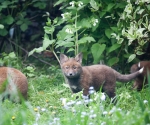 Garden Fox Watch