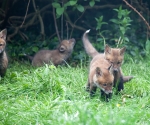 Garden Fox Watch