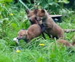 Garden Fox Watch