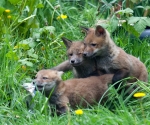 Garden Fox Watch