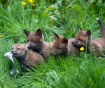 Garden Fox Watch