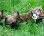 Garden Fox Watch