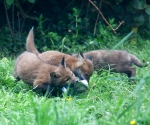 Garden Fox Watch