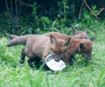 Garden Fox Watch