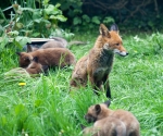 Garden Fox Watch