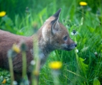 Garden Fox Watch