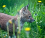 Garden Fox Watch