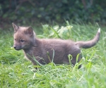 Garden Fox Watch