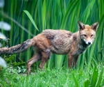 Garden Fox Watch