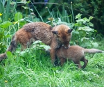 Garden Fox Watch