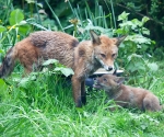 Garden Fox Watch