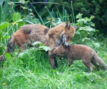 Garden Fox Watch