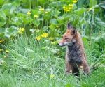 Garden Fox Watch