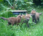 Garden Fox Watch