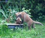 Garden Fox Watch