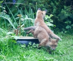 Garden Fox Watch