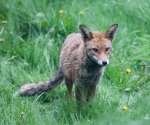 Garden Fox Watch