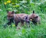 Garden Fox Watch