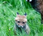 Garden Fox Watch