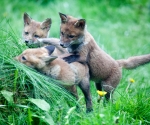 Garden Fox Watch