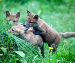 Garden Fox Watch