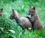 Garden Fox Watch