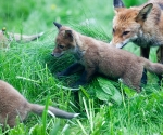 Garden Fox Watch