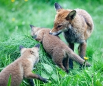 Garden Fox Watch