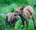 Garden Fox Watch