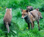 Garden Fox Watch