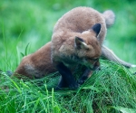 Garden Fox Watch