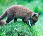 Garden Fox Watch