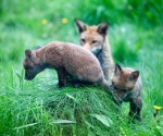 Garden Fox Watch