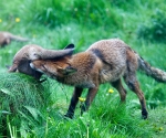 Garden Fox Watch