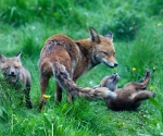 Garden Fox Watch