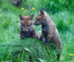 Garden Fox Watch