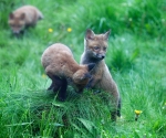 Garden Fox Watch