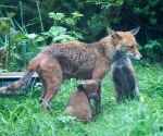 Garden Fox Watch