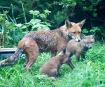 Garden Fox Watch