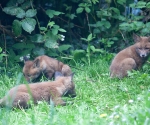 Garden Fox Watch