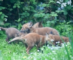 Garden Fox Watch