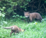 Garden Fox Watch
