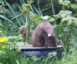 Garden Fox Watch