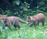 Garden Fox Watch