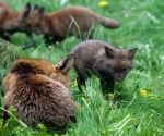 Garden Fox Watch