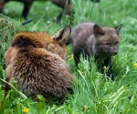 Garden Fox Watch