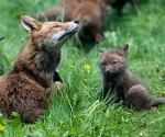 Garden Fox Watch