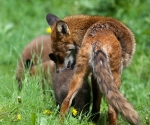 Garden Fox Watch